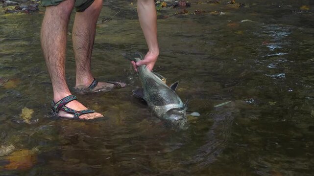 A man picks up a dead salmon lying at the bottom of a clear, shallow, rocky creek as water flows over during the fall salmon run.