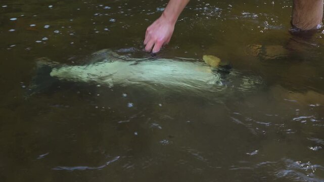 A man picks up a dead salmon lying at the bottom of a clear, shallow, rocky creek as water flows over during the fall salmon run.