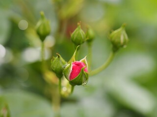 ピンクのつるバラ　アンジェラ　つぼみ