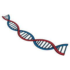 A cartoon illustration of a double helix DNA strand in blue and red color