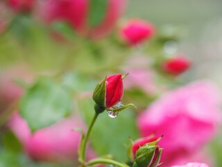 ピンクのつるバラ　アンジェラ　つぼみ