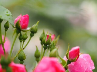 ピンクのつるバラ　アンジェラ　つぼみ