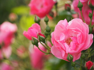 ピンクのつるバラ　アンジェラ