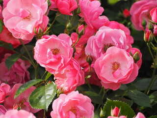 ピンクのつるバラ　アンジェラ