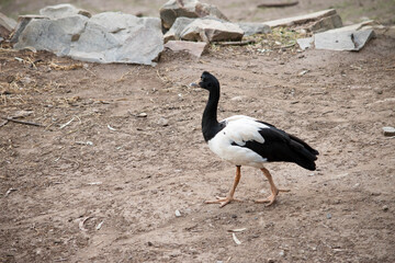 this is a side view of a magpie goose