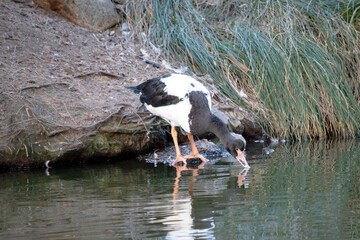 the magpie goose is drinking from the lake