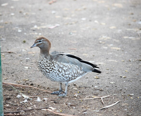this is a side view of a maned duck © susan flashman