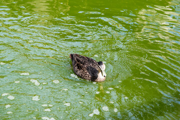 the Pacific black duck is swimming in the lake