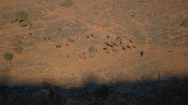 An aerial, high-angle view of a herd of wild animals, possibly gazelles or similar, grazing on the dry, sun-baked terrain near Wadi Bani Khalid and the Wahiba Sands desert in Oman.