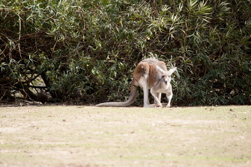 Fototapeta premium the red kangaroo is in the field eating grass