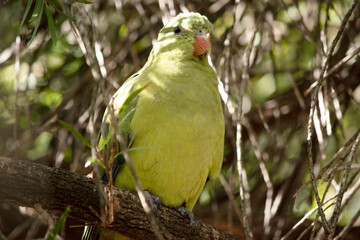 the female regent parrot is perched in a tree