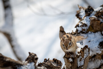 エゾシマリス 冬