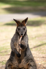 the swamp wallaby is chewing on a twig