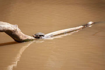the turtle is rest on a branch in the water