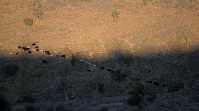 High-angle shot capturing a group of wild or domestic animals, possibly goats or sheep, navigating the rugged, arid terrain of Wadi Bani Khalid in the Sultanate of Oman.