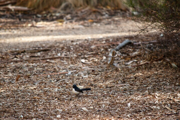 the willie wagtail is looking for food
