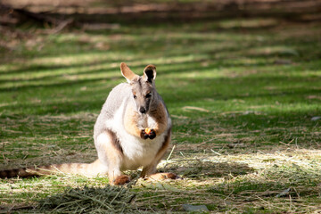 the yellow footed rock wallaby is eating a carrot