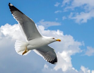 Gull soars effortlessly; white feathers contrast with sky dotted with soft, fluffy clouds
