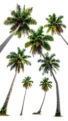 Fototapeta premium Group of tropical palm trees, upward angle against a clean white backdrop