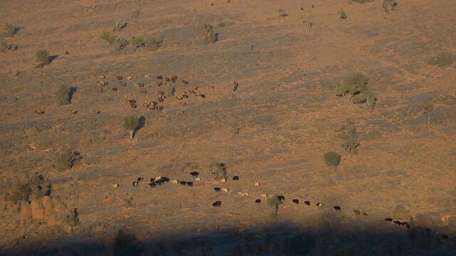 An aerial, high-angle shot of a herd of cattle grazing in a vast, dry, and arid landscape with sparse vegetation and small trees near Wadi Bani Khalid, Oman, under bright sunlight.