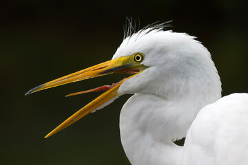 Close-up Great Egret with open mouth