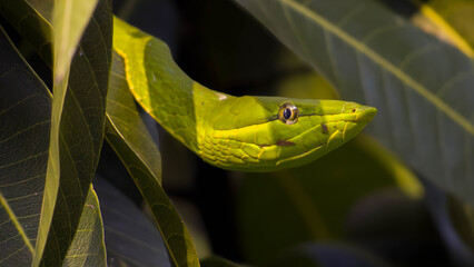 Serpiente verde arbórea camuflada entre hojas oscuras de un árbol de mango.
