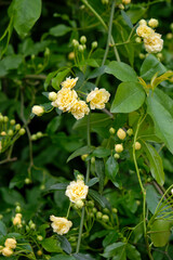 Blooming rosa banksiae in Southern Cultures park. Sirius. Krasnodar Krai. Russia