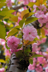 Beautiful pink cherry blossoms in spring. Sirius. Krasnodar Krai. Russia
