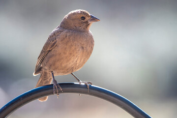 Purple Finch Perched
