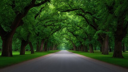 Obraz premium Lush Green Canopy Over a Serene Pathway Surrounded by Majestic Trees on a Sunny Day in a Tranquil Natural Landscape