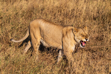 Telephoto of a female lion -Panthera Leo- in the Serengeti, Tanzania