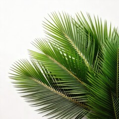 Fototapeta premium Lush, vibrant green palm fronds on a white background