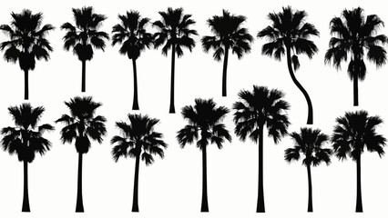 Collection of Silhouette Palm Trees on White Background.