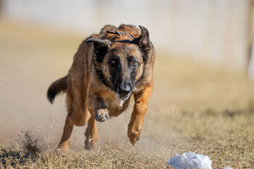 Close up of a Malinois dog about to catch the fast cat baggie