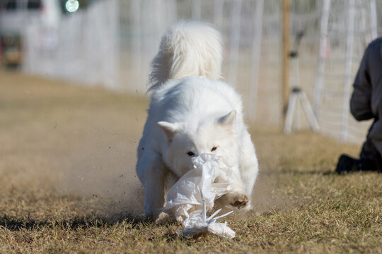 A Samoyed Husky dog grabbing a baggie on a lure line