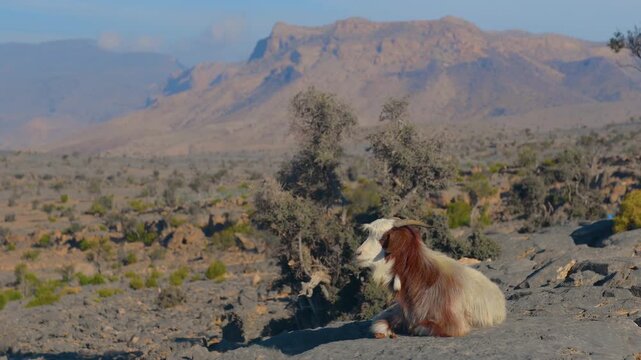 Footage of a domestic goat resting on a rock in a rugged, arid, and mountainous desert landscape near Wadi Bani Khalid in the Sultanate of Oman.
