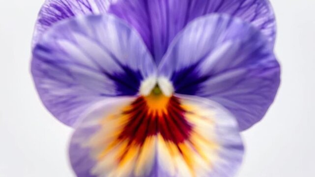 Close-up of a single pansy flower with purple and yellow petals on a white background.