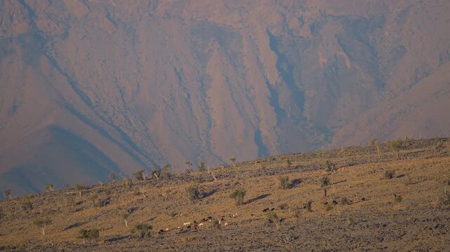 A wide-angle, eye-level shot captures the vast, arid landscape of the Hajar mountains near Wadi Bani Khalid, Oman. The foreground features a sunlit, dry, grassy slope with scattered small trees and sh