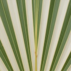 Palm Frond Leaves Green Fanned Out.