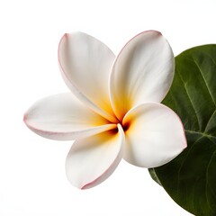 Close-up of beautiful plumeria flower on a white surface, with a green leaf on the side