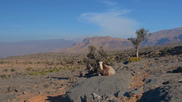 View of the rugged, dry mountains and a resting goat in the desert environment of Wadi Bani Khalid, a region known for its dramatic landscapes and occasional oases in the Sultanate of Oman.