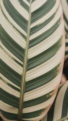 Variegated Leaf Closeup Tropical Plant.