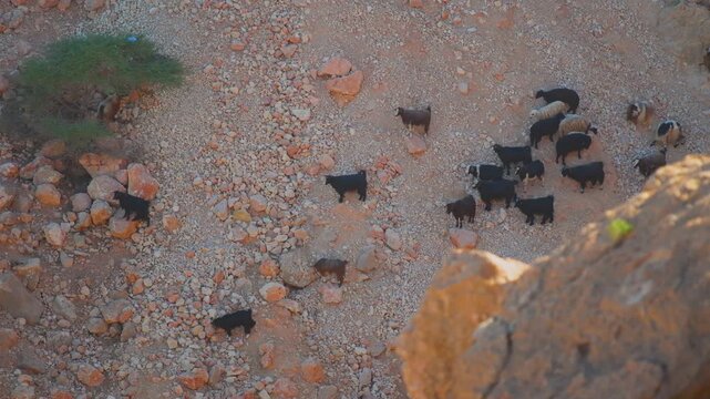 A high-angle, full shot of a large herd of black and brown goats moving and grazing on the arid, rocky slopes of a mountain in the Wadi Bani Khalid region of Oman.