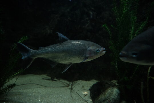 colorfull sead fish in aquarium