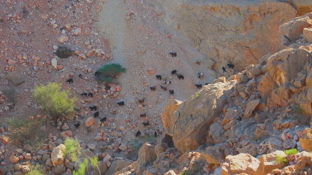 View of a large group of small, dark goats navigating the arid, rugged terrain of the mountains surrounding the Wadi Bani Khalid area. The wadi is a popular tourist attraction known for its dramatic l