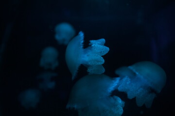 a collorfull jellyfish in aquarium © Humberto