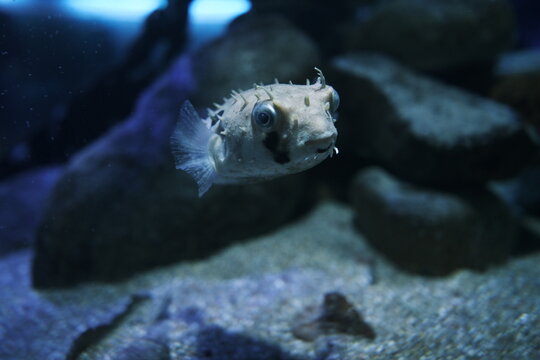 colorfull sead fish in aquarium