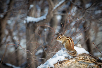 エゾシマリス 冬