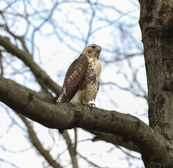 red tailed hawk