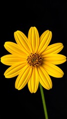 Vibrant yellow flower with radial petals, centered against a deep black backdrop, showcasing its intricate detail